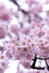 Japanese cherry Blossom (Sakura tree) spring season or hanabi season in japan, outdoor garden background