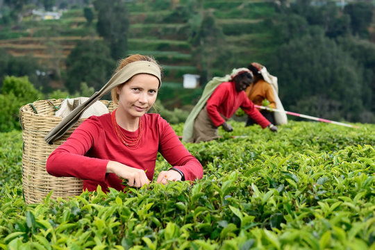 The tourist from Europe is trying her powers on a tea plantation in Sri Lanka