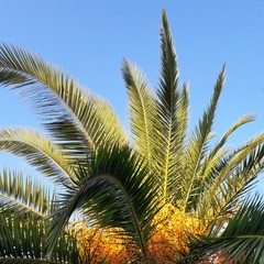 Palm tree leaves amd blue sky