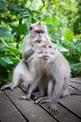 Naklejka na ściany i meble Monkeys in Bali