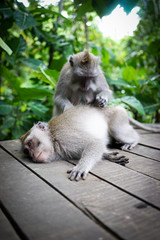 Monkeys in Bali