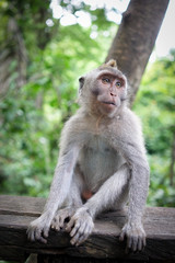 Naklejka na ściany i meble Monkeys in Bali