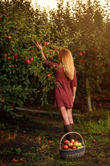 Girl in red dress is picking red apples in orchard