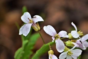 White Flowers
