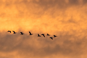 Snow geese in flight at dawn, Bosque del Apache national wildlife refuge in central new mexico