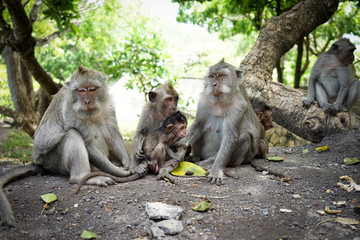 Fototapeta premium Monkeys in Bali