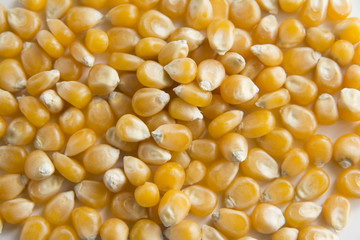 Organic and healthy yellow sweet corn scattered on white background. Close up of lots of   american sweetcorn seeds.