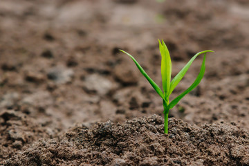 Green sprout from the earth, concept new beginning