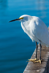 Close up of a white heron in Oceanside
