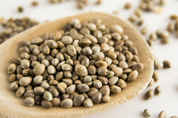 Edible raw hemp seeds on wooden spoon. Close up of hempseed cannabis plant seeds. 