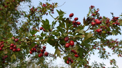 Hawthorn tree with red berries against a blue sky
