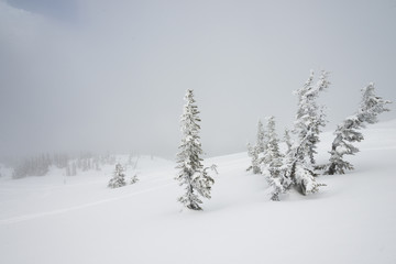 Snow covered evergreen trees on mountain, Whistler, British Columbia, Canada