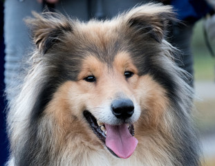 Portrait Rassehund Colli Tricolor 