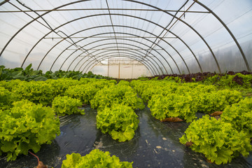 serre/serre avec salades