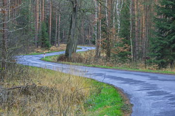 Asfaltowa droga przez las.
