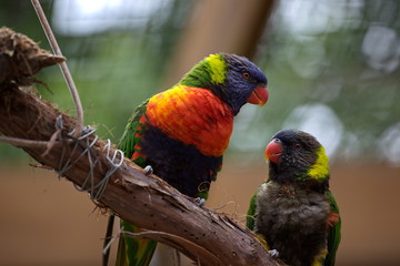 Perched Lorikeets