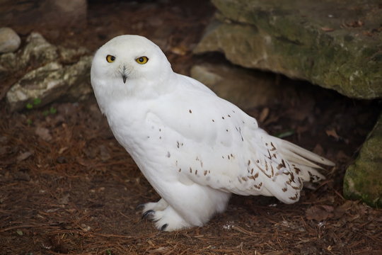 Adult Male Snowy Owl