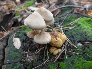 The white and yellow mushrooms in the moss in the autumn forest