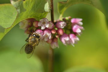 Gewöhnliche Schneebeere mit Biene