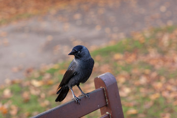Crow Standing On Park Bench