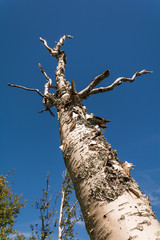 Naklejka premium strange dry wood in the Norwegian