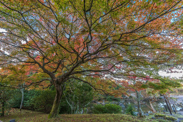 Momiji (Maple tree) Autumn colors, Fall foliage at Maruyama park (Maruyama-Kouen) Located near Yasaka shrine, Kyoto, Japan