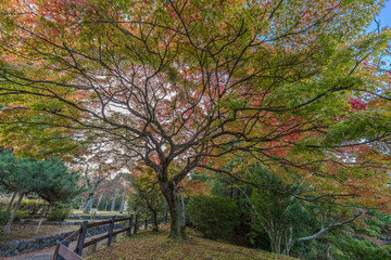 Plakat Momiji (Maple tree) Autumn colors, Fall foliage at Maruyama park (Maruyama-Kouen) Located near Yasaka shrine, Kyoto, Japan