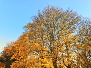 autumn trees