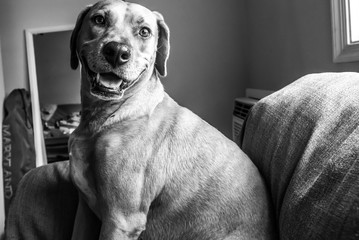 A dog smiles at the sunlight coming through the window