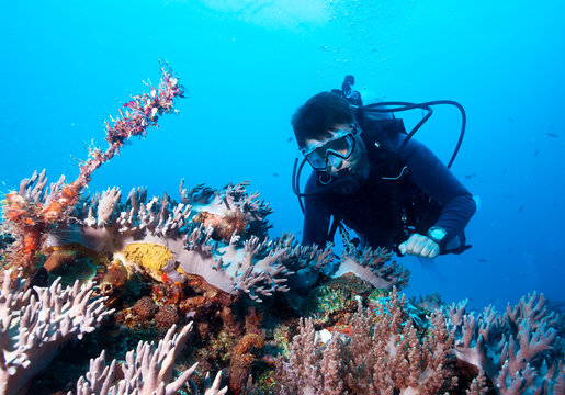 Scuba diver exploreds coral reef