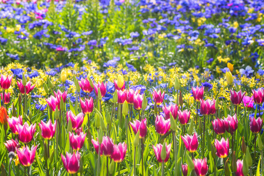 Beautiful flowers in spring royal Keukenhof garden, colorful sunny floral background suitable for wallpaper or greeting card, Netherlands