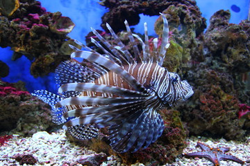 Аквариумные рыбки