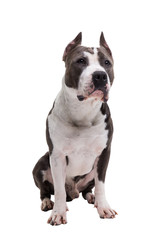 American pit bull terrier is sitting on a white background in studio
