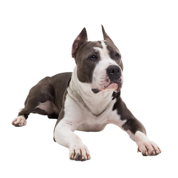 American Pit Bull Terrier Lies On A White Background In Studio