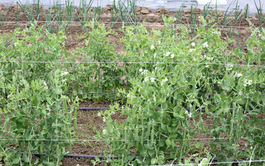 Fototapeta na wymiar organic farming: green plant of peas
