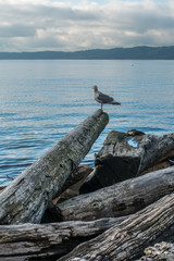 Seagull Shoreline Landscape 3