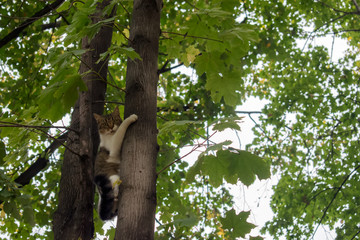 Fototapeta premium scared cat on the tree