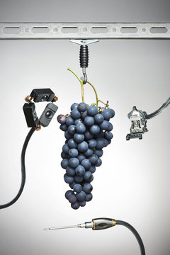 Robot selecting grapes