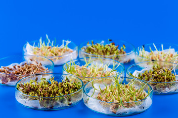 Experiments with plants in petri dish in the laboratory