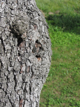 Closeup of pear tree trunk against green background