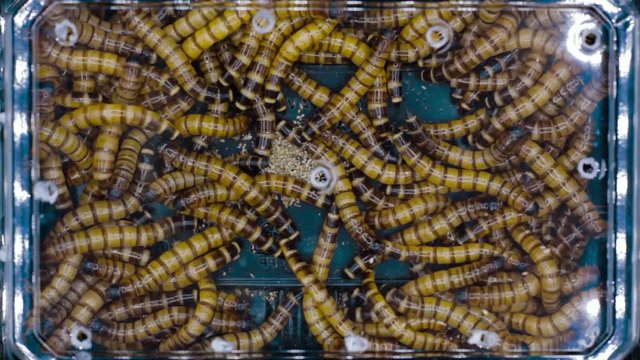 Close up of moving Giant Bird Worms.