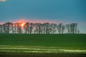 Fototapeta na wymiar Sun during sunset behind trees