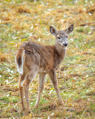 Naklejka na ściany i meble Small deer stands in field on the east side of Coeur d'Alene, Idaho.