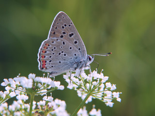 The purple-shot copper butterfly, Lycaena alciphron, feeds on flowers of a beacked chervil. The butterfly has wings closed with underside colored with blue with some orange spots.
