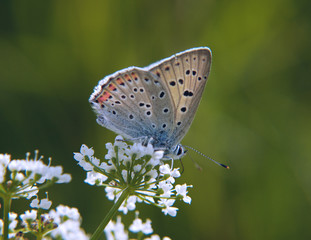 The purple-shot copper butterfly, Lycaena alciphron, feeds on flowers of a beacked chervil in the sunshine. The butterfly has blue wing underside with some orange spots.