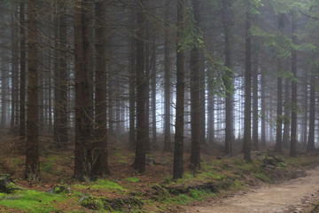 Fototapeta premium Misty and dim conifer forest in mountains