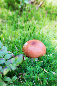 mushroom on green moss