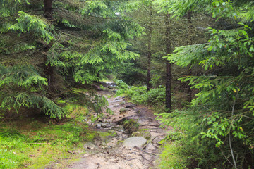 Forest mountain track serounded by green conifer forest