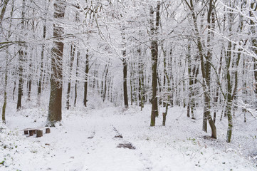 Forest path in snow-covered winter forest