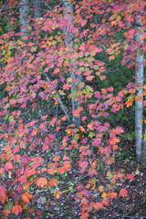 Autumn White Poplar Leaves